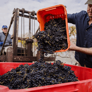 Lot S13 Village Vineyards – A Village Pick