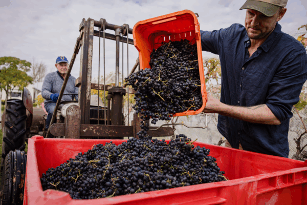 Lot S13 Village Vineyards – A Village Pick