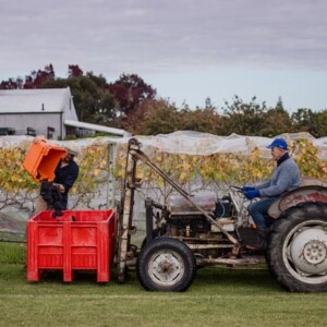 S-10</br>Village Vineyards - A Village Pick